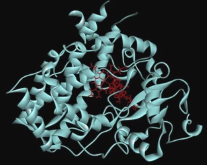 Enzyme Activity Measurement for Oxidoreductases Acting on the CH-NH2 Group of Donors With a Cytochrome as Acceptor